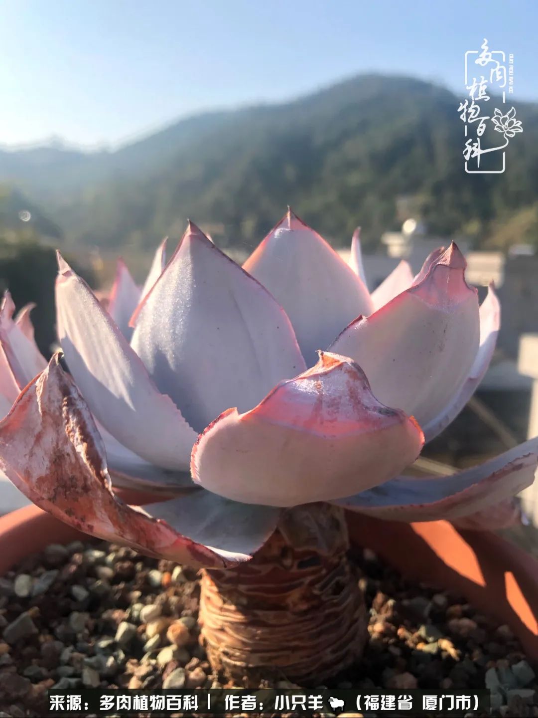 多肉像葡萄一样,多肉像铃兰一样