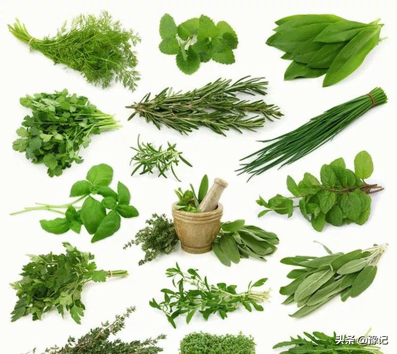 外国人迷恋香草,外国人迷恋中国美食