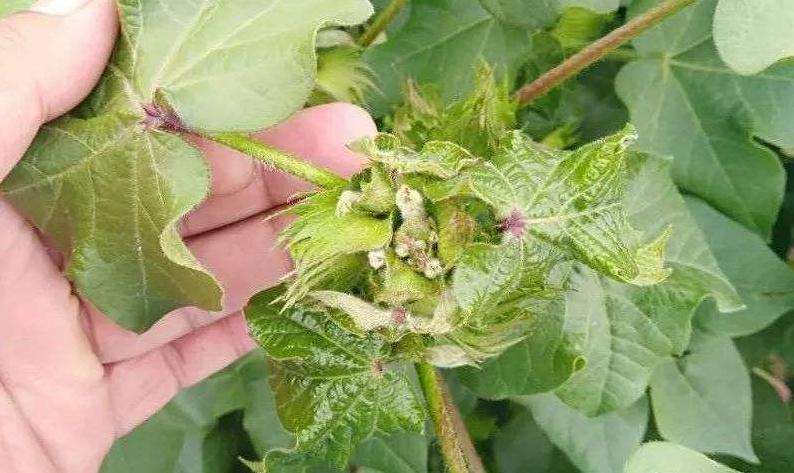 细菌病害特效药大全,防细菌病害的药剂