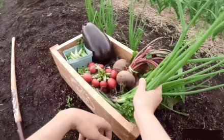 中国丈母娘把女婿花园改造成菜园,中国丈母娘改花园