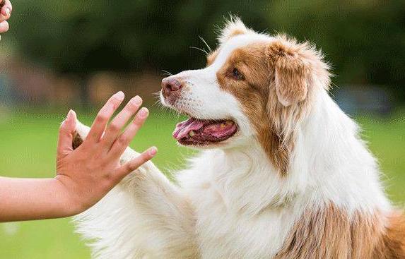 养狗的人最忌讳一句话,养狗的十条忠告