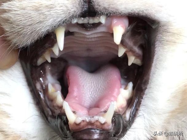 猫咪全项检查都有什么,猫咪的17项基础检查