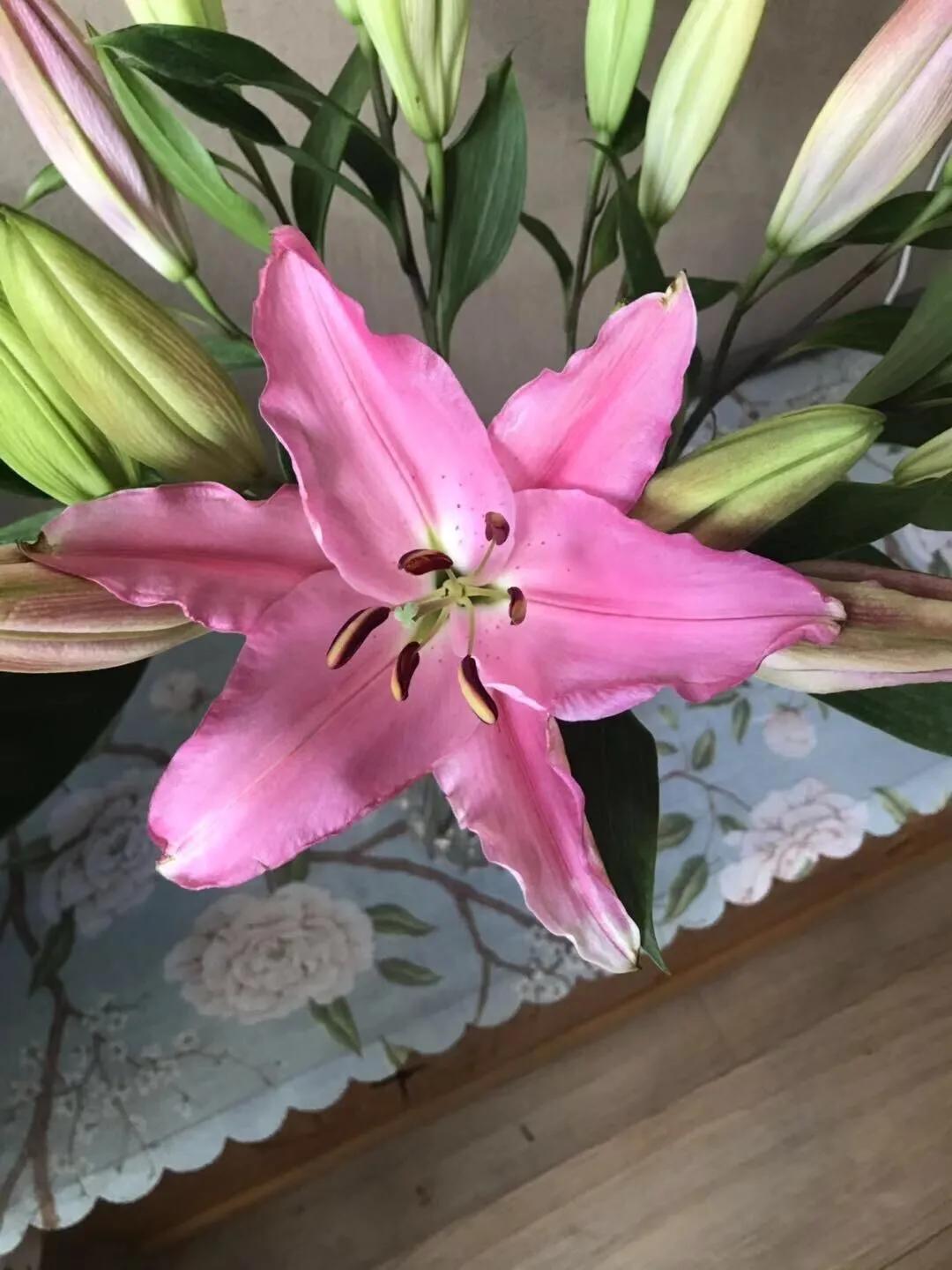 香水百合鲜切花云南鲜花基地,什么颜色的百合最好养活