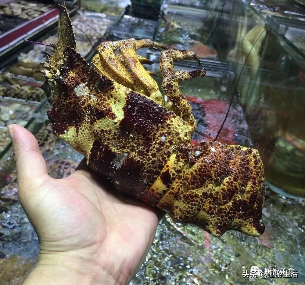 世界上的各种龙虾,世界上最大龙虾