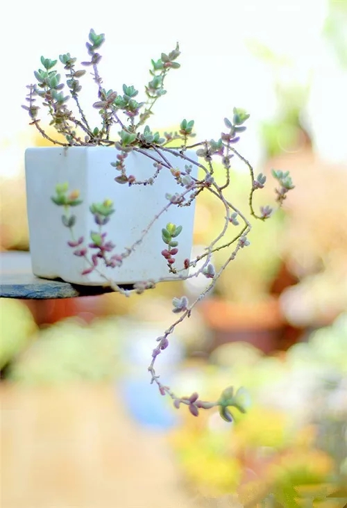 多肉老桩速成法，根本用不了三五年！美的大开眼界