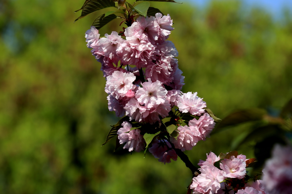 口琴月牙五更,口琴独奏月牙五更简谱