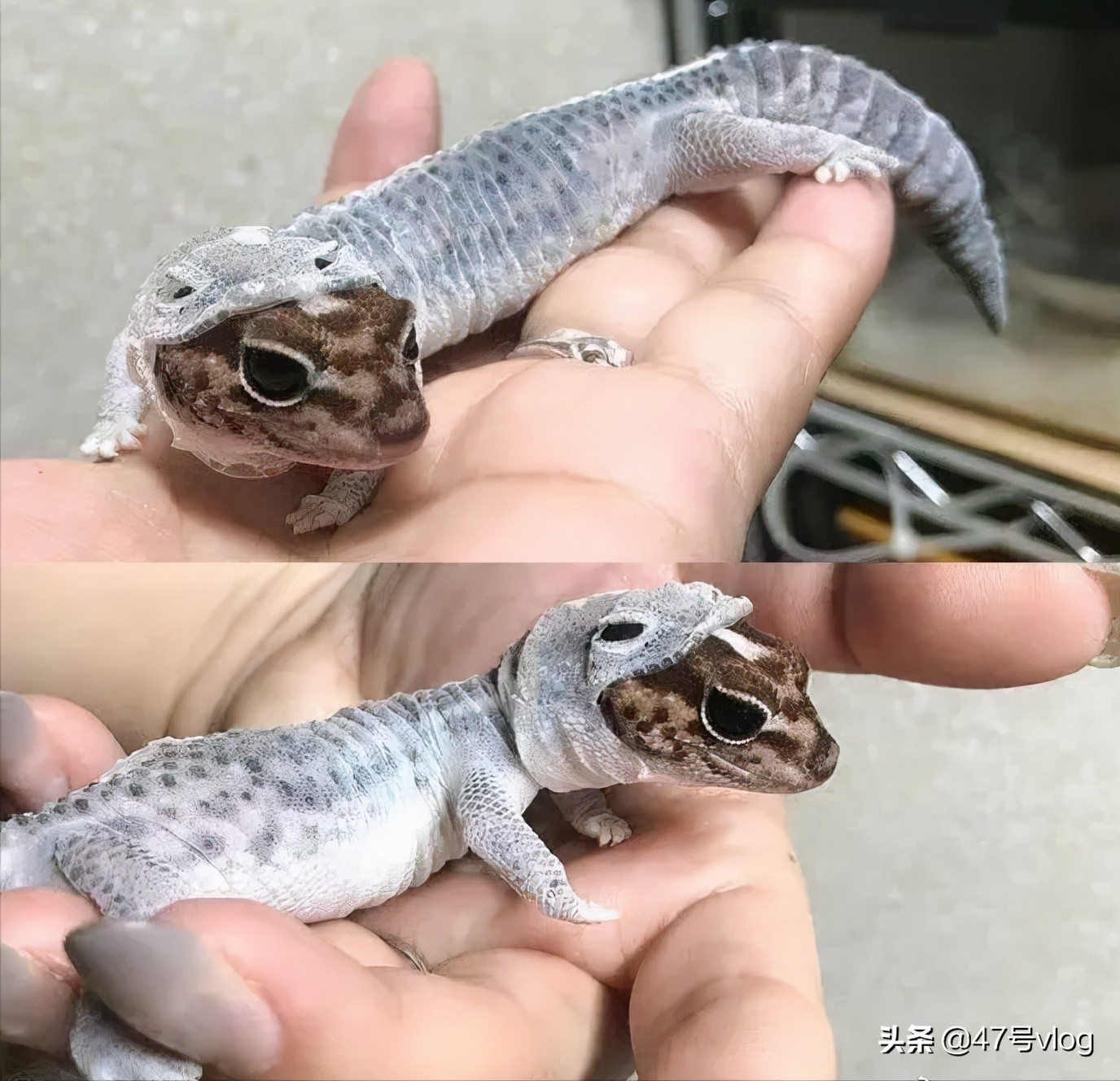 家里两只猫咪可以一起养吗,家里有宝宝适合养什么猫咪