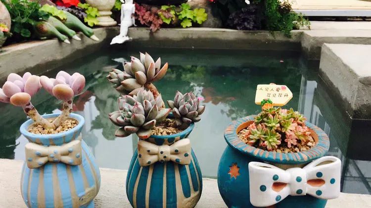 冬去春来,愿你无恙,疫情退去,养肉依旧!