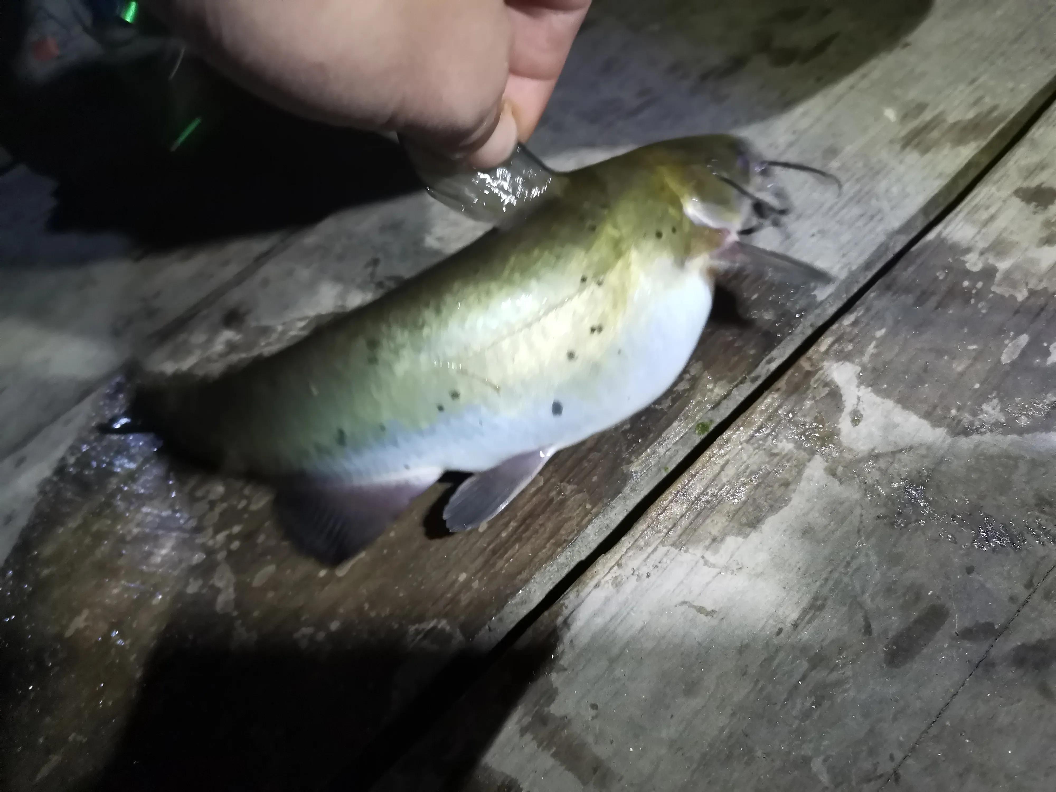 文山马鹿塘水库钓罗非鱼怎么样,文山马鹿塘水库野钓多少公里