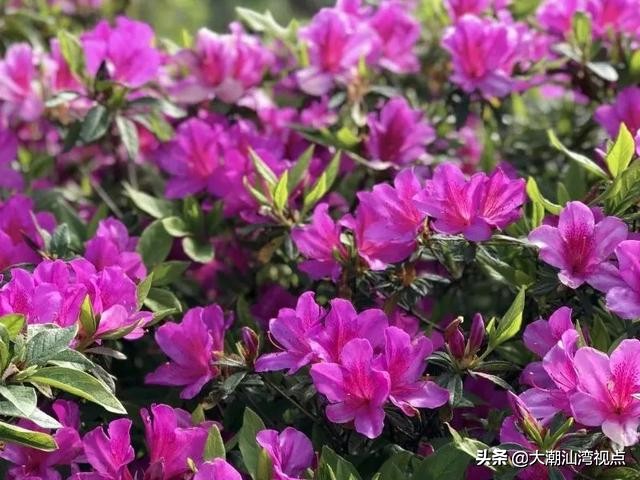 潮州凤凰天池的传奇故事,潮州凤凰天池图片大全