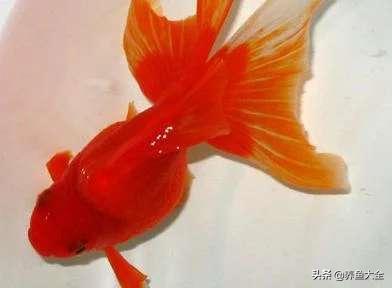 怎样建立观赏鱼的硝化细菌,养小型观赏鱼需要硝化细菌吗