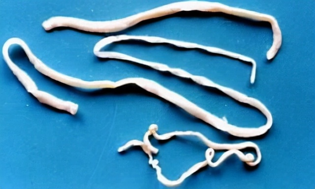 寄生虫感染猫咪,猫咪寄生虫感染了会怎样