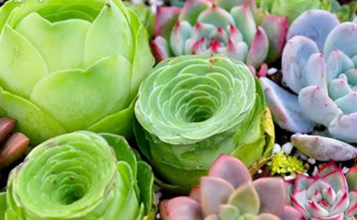 多肉黑虫怎么治疗,室内种多肉怎么防止腐黑