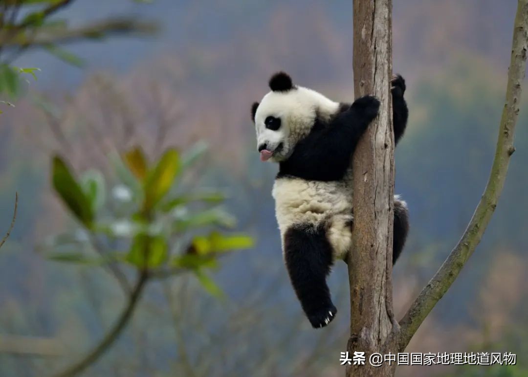 成都是一个安逸的地方吗,成都是个挺安逸的城市