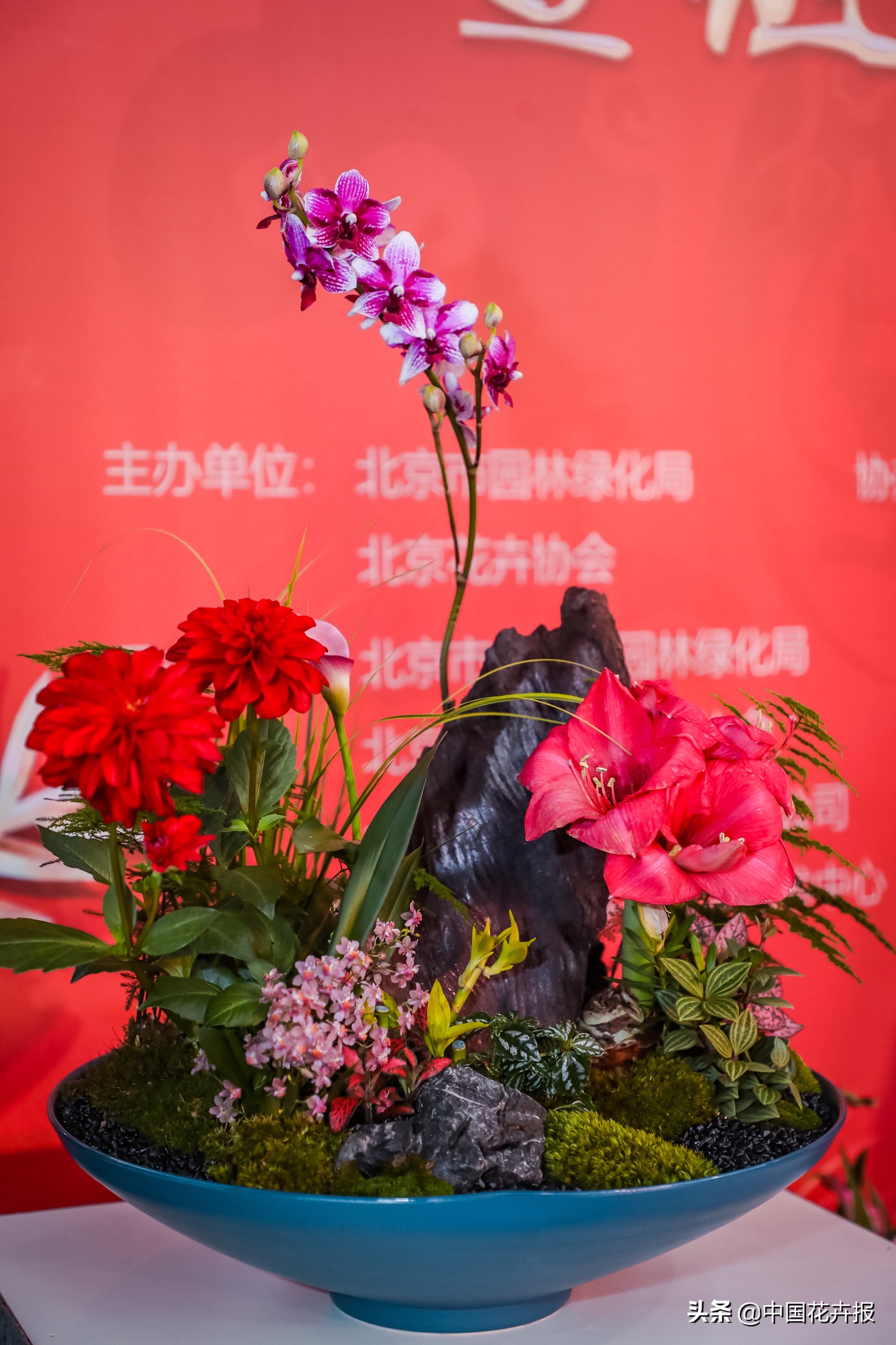 北京迎春花展,北京春季花展时间表