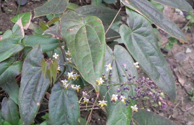 淫羊藿的种植技术与收购价格,淫羊藿种子种植方法