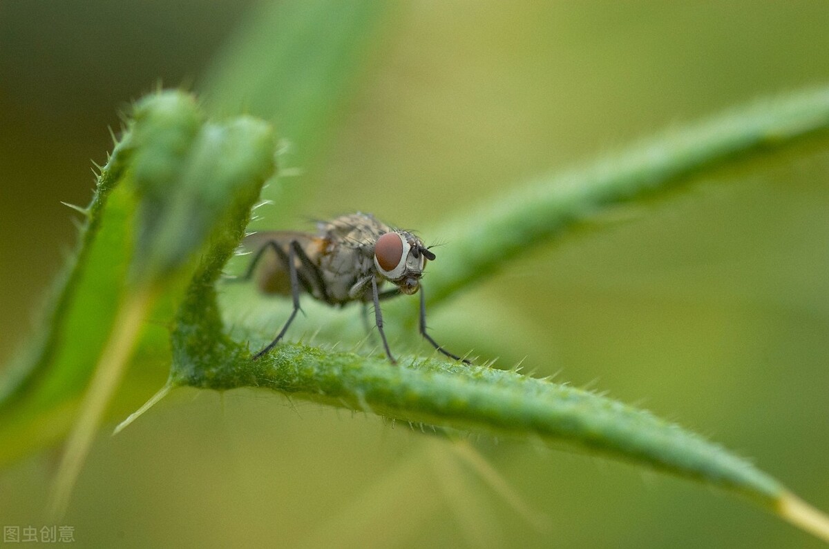 世界上的苍蝇为啥不能灭绝,苍蝇最怕什么为什么苍蝇不灭绝