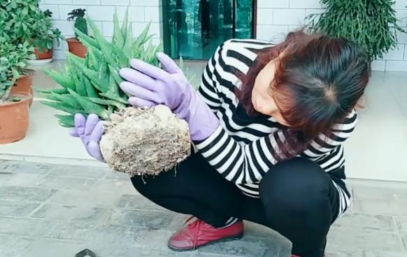 不会给*刺长**的芦荟换盆，花姐用这个工具来教你，放上沙土换好芦荟