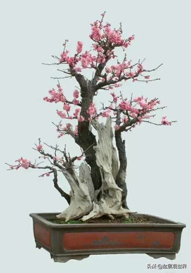 花卉盆景什么时候剪枝,盆景春季的管理