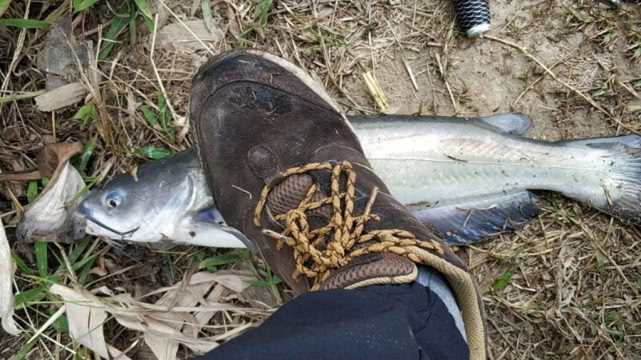 美国叉尾鮰繁殖快吗,叉尾鮰怎么路亚