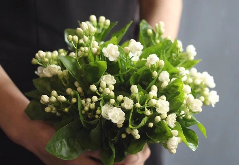 蓝色花花花语,花语是我喜欢你的花