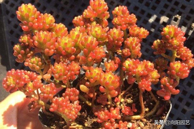 养多肉养了好多花盆不够,养多肉靠这3个要素疯长爆盆