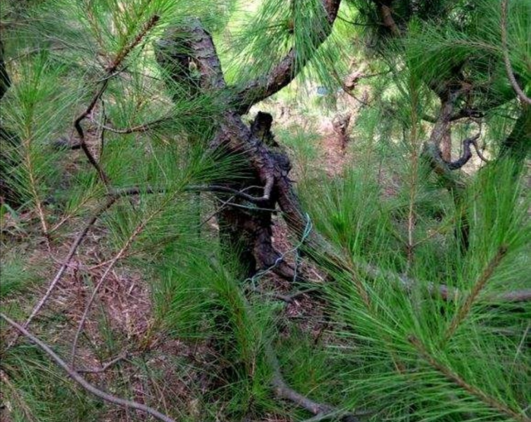 如何选择山上的野松树做盆景,松树盆景怎么种成活率高呢
