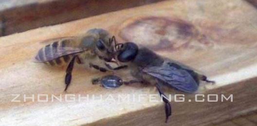 对蜜蜂的感想,对蜜蜂的评价和感悟