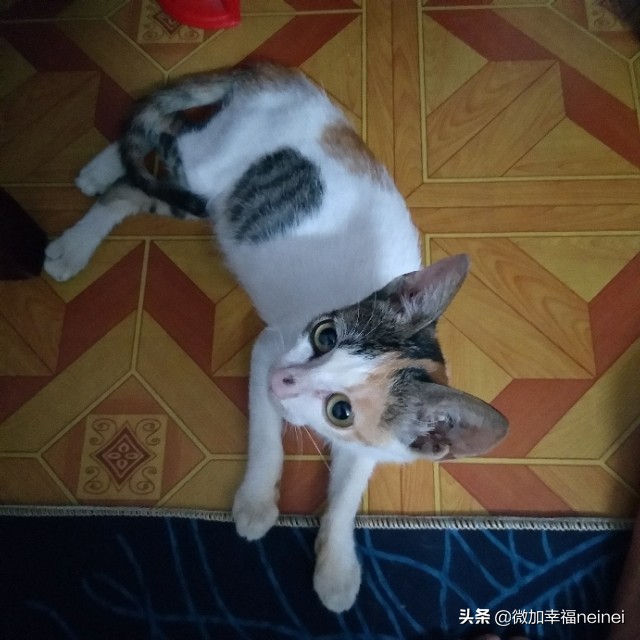 猫记|丢丢治愈了我