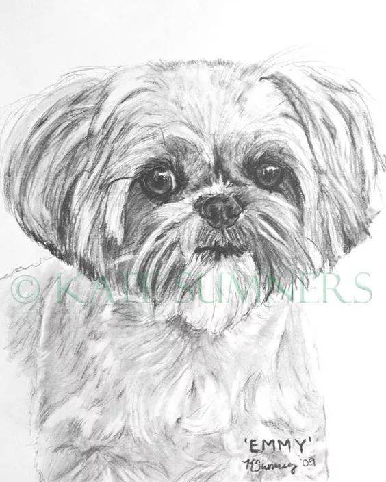 素描动物入门知识,素描动物简单入门教程狗