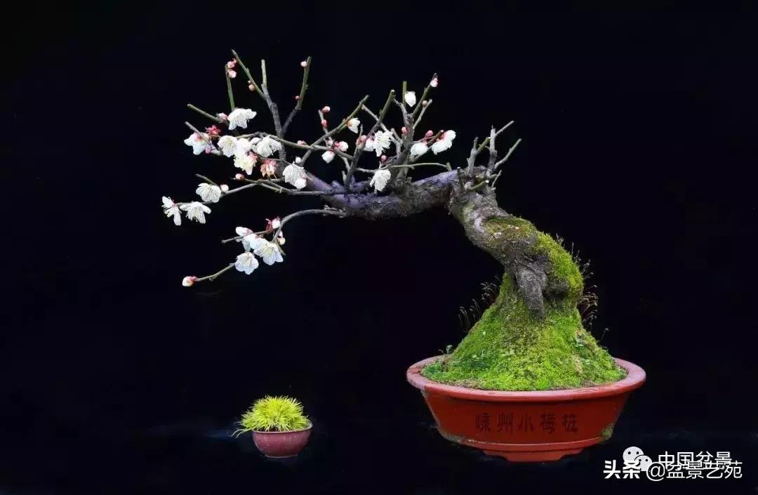 天生好养的36种盆景植物,什么植物盆景适合屋内养