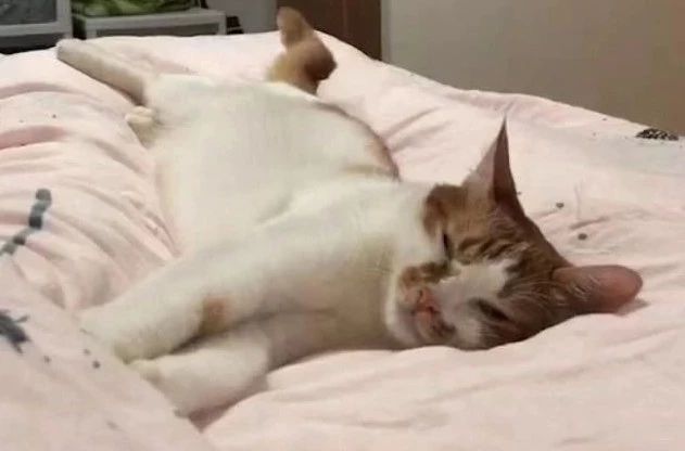 白细胞升高一定不是病毒感染吗,白细胞假性升高原因