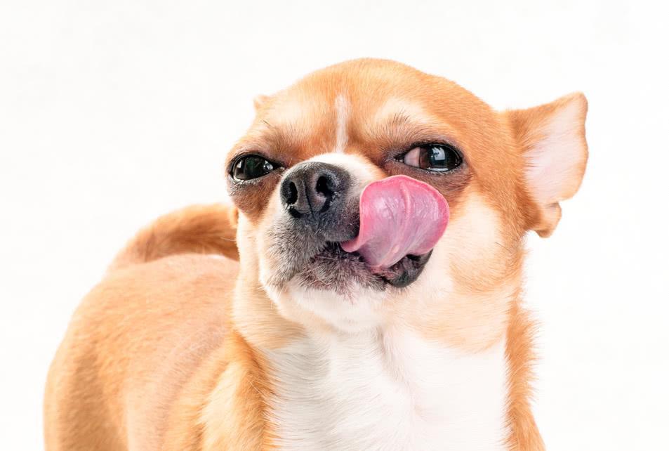 狗狗吃什么食物会有生命危险,狗狗不能吃哪些食品添加剂