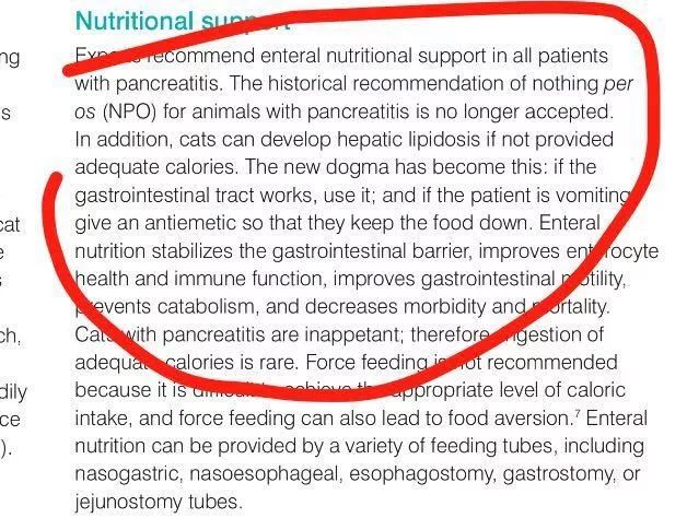 猫咪的隐藏杀手——胰腺炎
