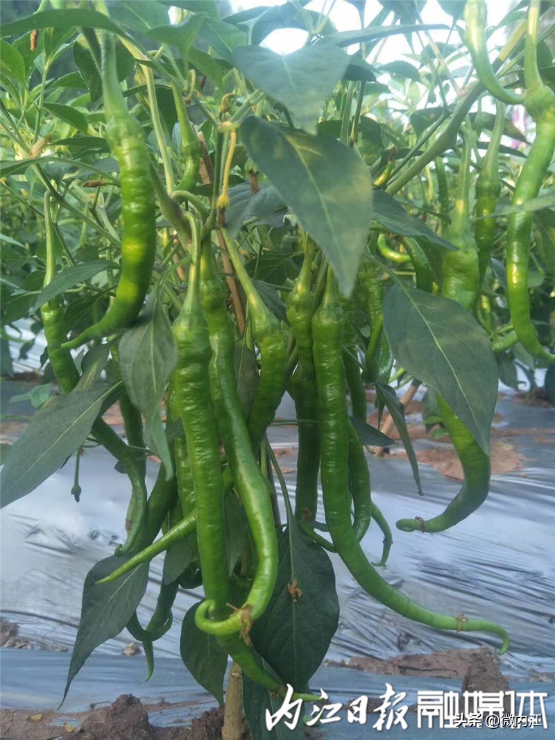 旺苍县二荆条辣椒,四川新鲜二荆条辣椒特辣