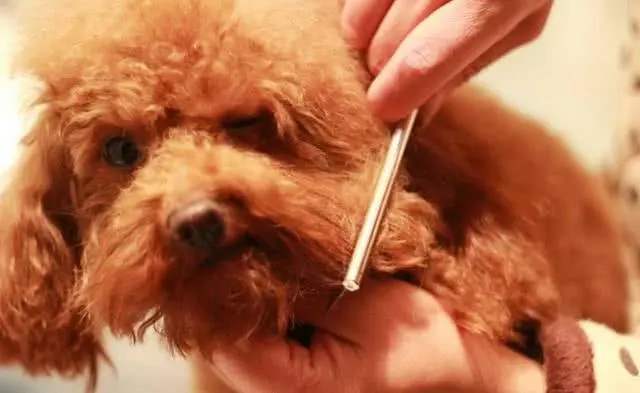 为什么很多人去弃养拉布拉多,为什么有些人会抛弃宠物