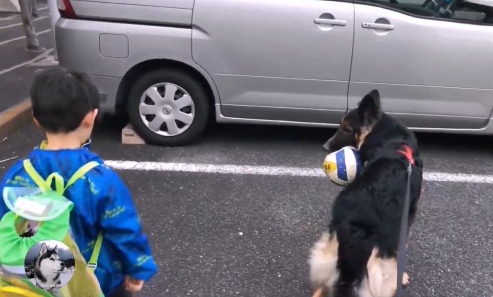 一只陪伴主人12年的德牧,德牧这种狗长大后有多可怕