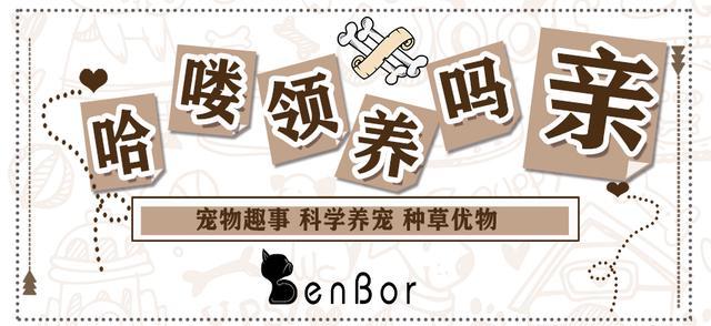 猫咪品种大全及图片与介绍,白色带渐黄短毛猫咪品种大全