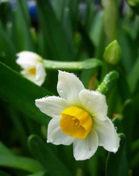 25种常见有毒的花草树木,警惕50种有毒植物