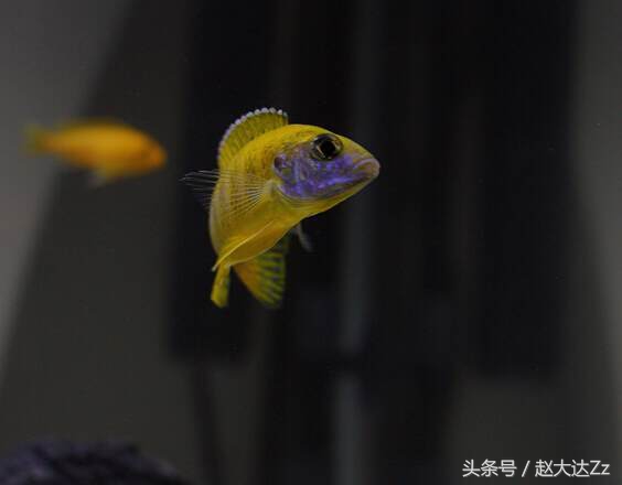 最美三湖蝴蝶,最美三湖