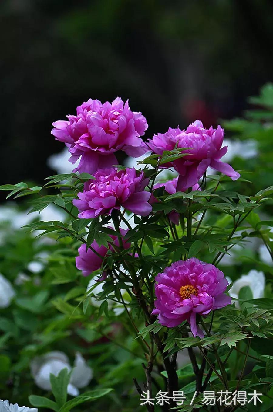 牡丹盆栽品种挑选,巴茨拉牡丹品种介绍