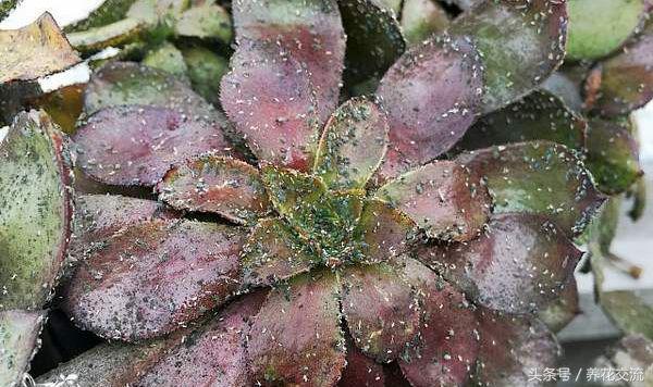 室内蚜虫从哪里来的,如何消灭蚜虫最有效的方法