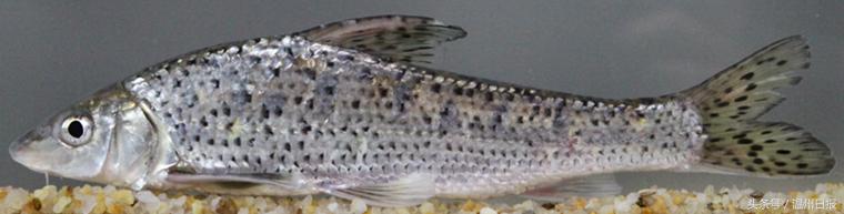 瓯江流域温州段鱼类图谱,温州淡水鱼大全