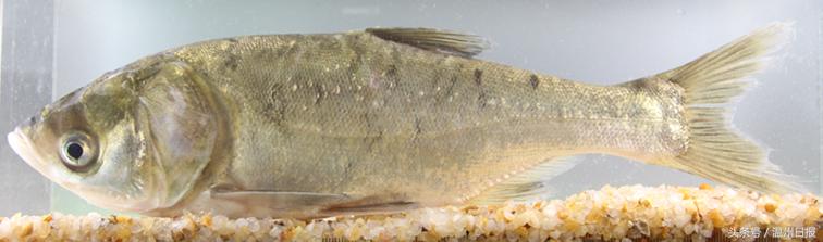 瓯江流域温州段鱼类图谱,温州淡水鱼大全