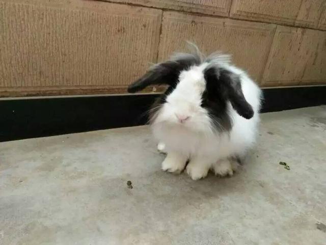 养兔子是怎样的体验,养兔子是一种什么感受