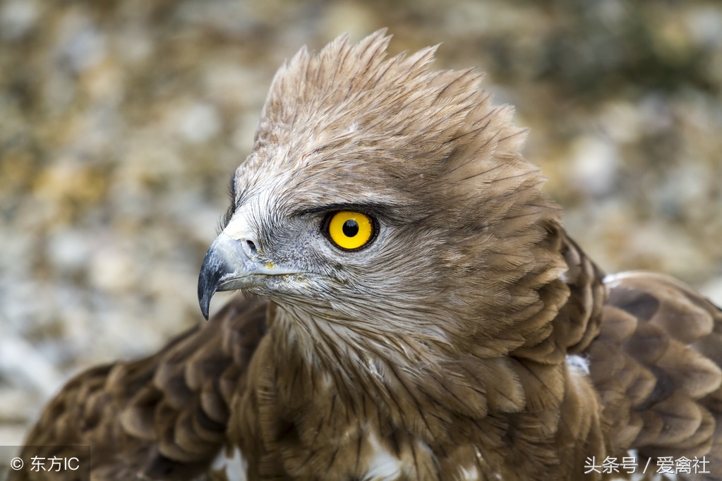 散养鸡如何防止鸡飞,散养土鸡怎么防止被野兽吃掉