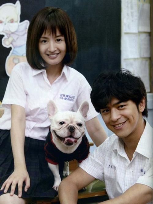 8只哈士奇极限求生,哈士奇犬类智商排名榜前十名