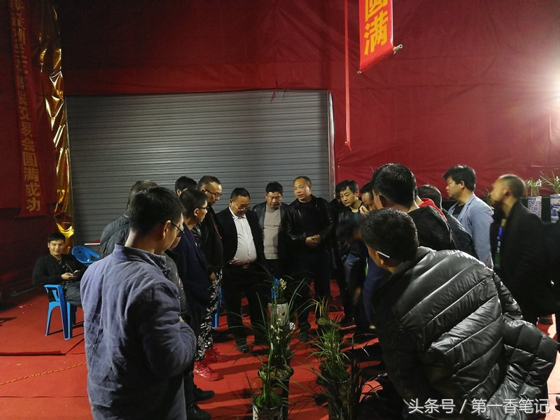 2020年云南兰花展获奖图片,2018年昆明兰花展精品图片