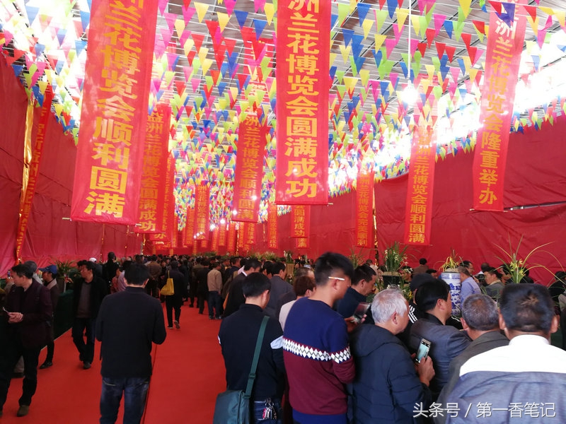 2018年昆明兰花展精品图片,云南兰花展作品欣赏