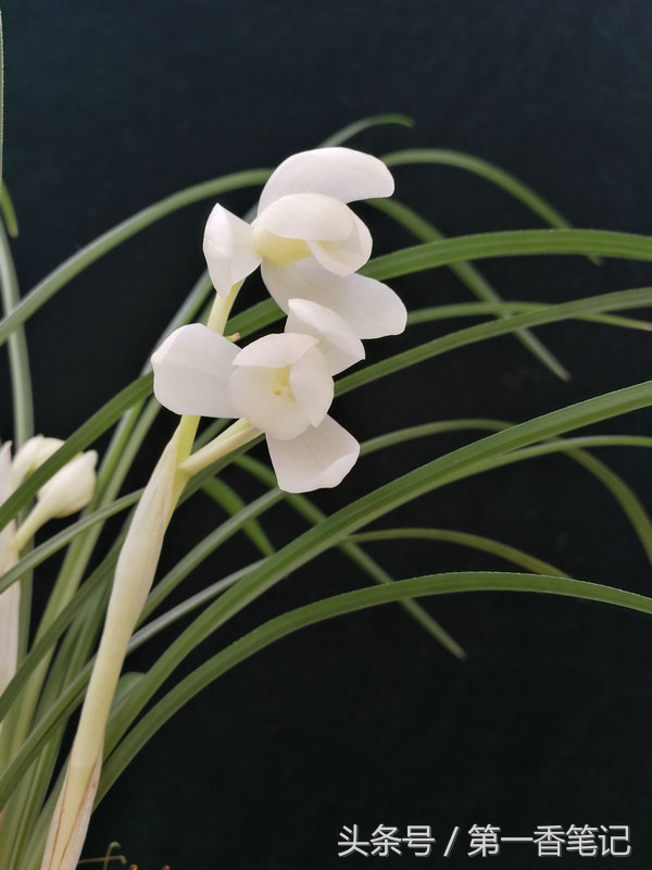 2020年云南兰花展获奖图片,2018年昆明兰花展精品图片